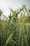 wheat-and-weeds.jpg (63506 bytes)